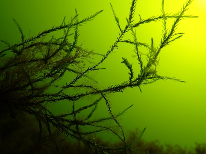 A close-up of an aquatic plant with bright green background.