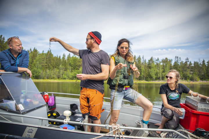 Två män och två kvinnor är på en båt och undersöker vattenväxter. I bakgrunden finns det grön skog.